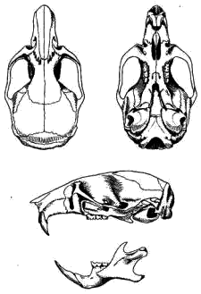 Череп барабинского хомячка (Cricetulus barabensis)