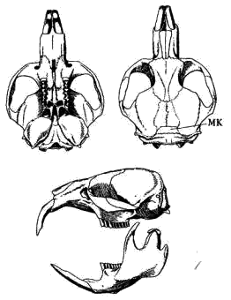 Череп обыкновенной слепушонки (Ellobius talpinus)