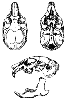 Череп большеухой пищухи (Ochotona macrotis)