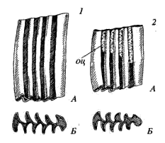 Первый нижний коренной зуб (M1) полевочьих (Arvicolinae)