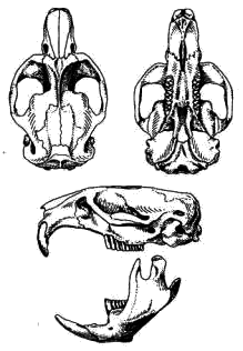 Череп ондатры (Ondatra zibethicus)