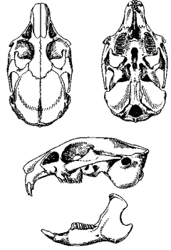 Череп даурской пищухи (Ochotona daurica)