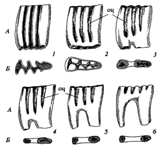 Возрастные стадии развития первого нижнего коренного зуба (M1) рыжей полевки (Clethrionomys glareolus)