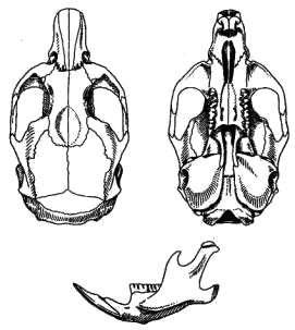 Череп тяньшанской полевки (Clethrionomys centralis)