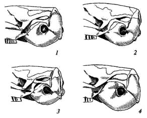 Задние отделы черепов серых полевок (Microtus)