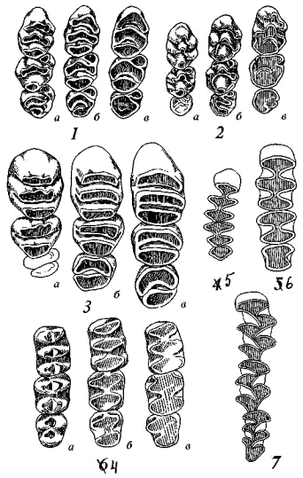 Жевательные поверхности верхних коренных зубов мышиных (Muridae) и хомяковых (Cricetidae)