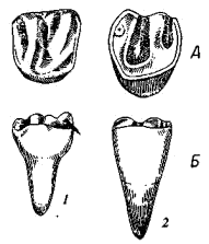Третий верхний коренной зуб (М1) беличьих (молодых зверьков)