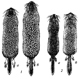 Характер пятнистого рисунка у сусликов подрода Urocitellus