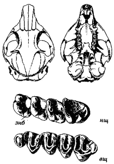 Череп тяньшанского суслика (Citellus relictus)