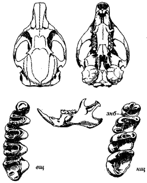 Череп крапчатого суслика (Citellus suslicus)