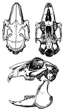 Череп зайца-беляка (Lepus timidus)