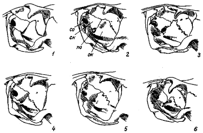 Строение внутренней стенки орбиты у сурков (Marmota)