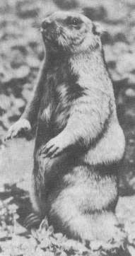 Степной сурок (Marmota bobak)