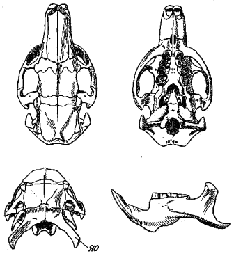 Череп нутрии (Myocastor coypus)