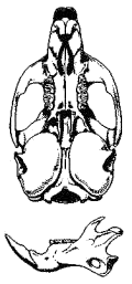 Череп мышевидной сони (Myomimus personatus)