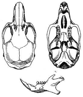 Череп степной мышовки (Sicista subtilis)