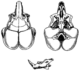 Череп жирнохвостого тушканчика (Salpingotus crassicauda)