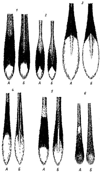 Хвосты пятипалых тушканчиков (Allactaginae)