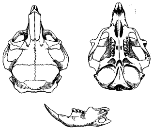 Череп тушканчика Бобринского (Allactodipus bobrinskii)