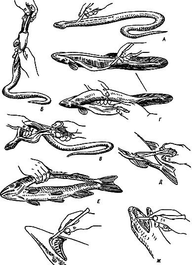 Снятие шкуры со змеевидного животного,   препарирование плавников и ротовой полости рыб