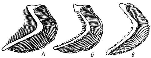 Жаберные тычинки планктоноядной (А), бентосоядной (Б) и хищной (В) рыб