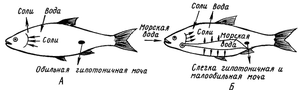 Реферат: Анатомия костистых рыб