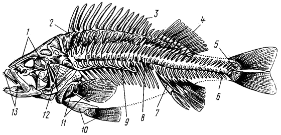 Скелет костистой рыбы (окуня)