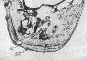 Нижний край тела нижней челюсти полевой мыши VI возрастной группы. Поперечный срез. Окраска — гематоксилин