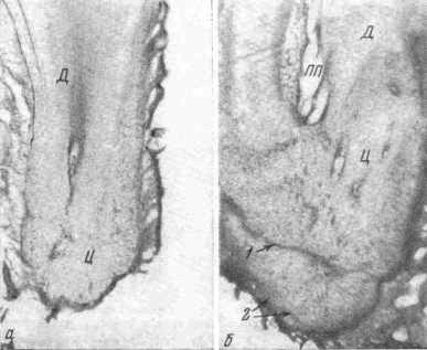 Продольные срезы третьих нижних коренных зубов серых крыс III (а) и IV (б) возрастных групп. Окраска —гематоксилин