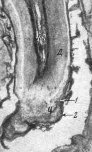 Продольный срез третьего нижнего коренного зуба обыкновенного   хомяка из возрастной группы subsenex