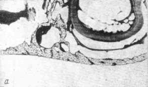 Нижний край тела нижней челюсти (слева) и челюстные ветви (справа) куставниковых полевок