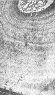 Участок поперечного среза первого нижнего предкоренного зуба 8-летяего пятшгстого оленя. Окраска — гематоксилин