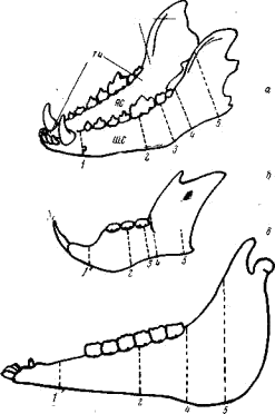 Схемы нижних челюстей разного типа с обозначением исследованных участков 