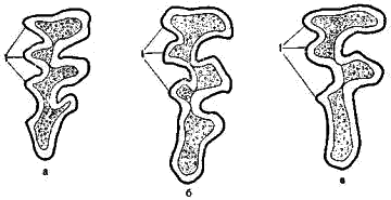 Задний коренной зуб верхней челюсти сибирской (а), серебристой (б) и гоби-алтайской (в) каменных полевок