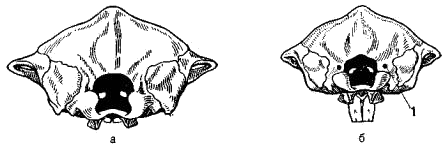 Черепа обыкновенного (а) и малого (б) слепышей (сзади)