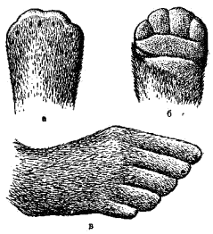 Передняя (сверху — а и снизу — б) и задняя (в) лапы калана