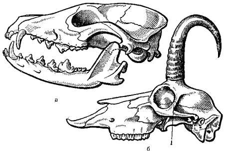 Строение глазниц черепов различных млекопитающих