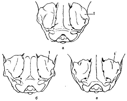 Задняя часть черепа (снизу) соболя (а),   лесной куницы (б) и каменной куницы (в):