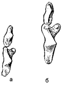 Третий и четвертый переднекоренные зубы верхней челюсти европейской (а) и американской (б) норок