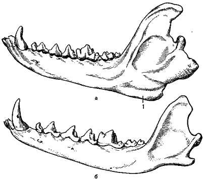 Нижняя челюсть енотовидной собаки (а) и лисицы (б)
