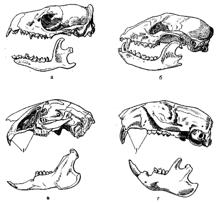 Зубы верхней и нижней челюсти различных млекопитающих