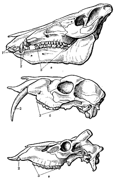 Зубы верхней челюсти кабана (а), кабарги (б) и оленя (в)