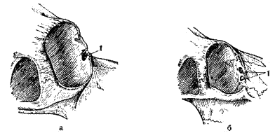 Глазницы черепов архара (а) и оленя (б)