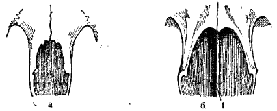 Хоаны черепов благородных (а) и северных (б) оленей