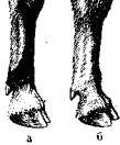 Окраска передних ног сибирского (а) и безоарового (б) козлов