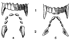 Расположение резцов и клыков в верхней челюсти обыкновенного (а) и кавказского (б) кротов