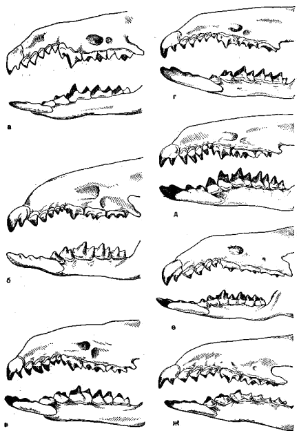 Зубы различных бурозубок