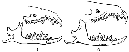 Зубы памирской (а) и армянской (6) белозубой
