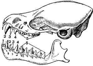 Зубы летучей мыши