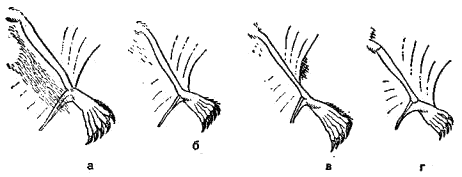 Место прикрепления края летательной перепонки к задней ноге у различных ночниц